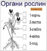 Тема: Різноманітність культурних рослин Зміст уроку І. Організаційни